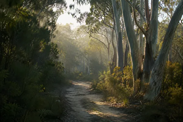 Sunlit track through tall eucalyptus forest